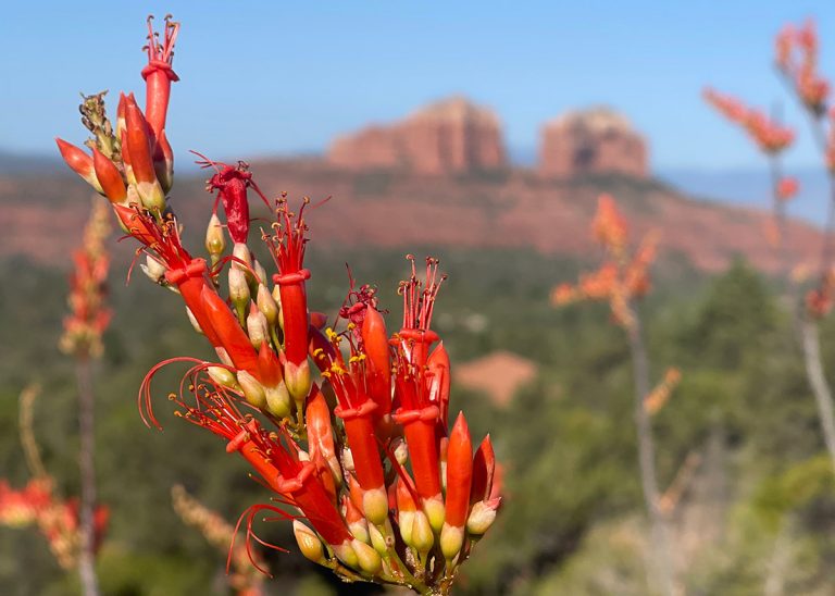 vortex-yoga-hiking-in-sedona-slide-12